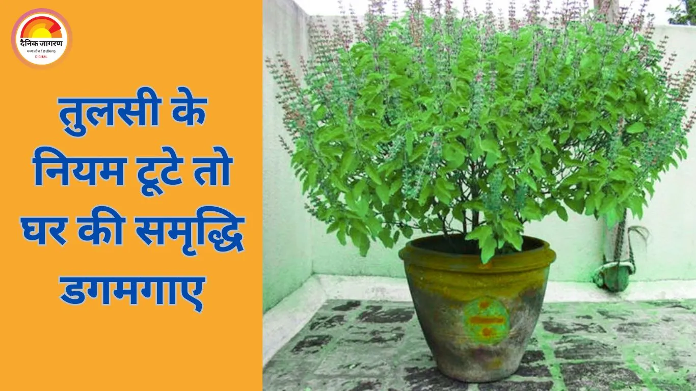 तुलसी की पूजा में की गई ये लापरवाहियां बिगाड़ सकती हैं घर की आर्थिक स्थिति