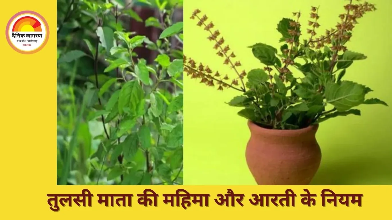 गुरुवार का महत्व: जानें तुलसी पूजा और आरती के सही नियम, जिनसे घर में बढ़े सुख-शांति