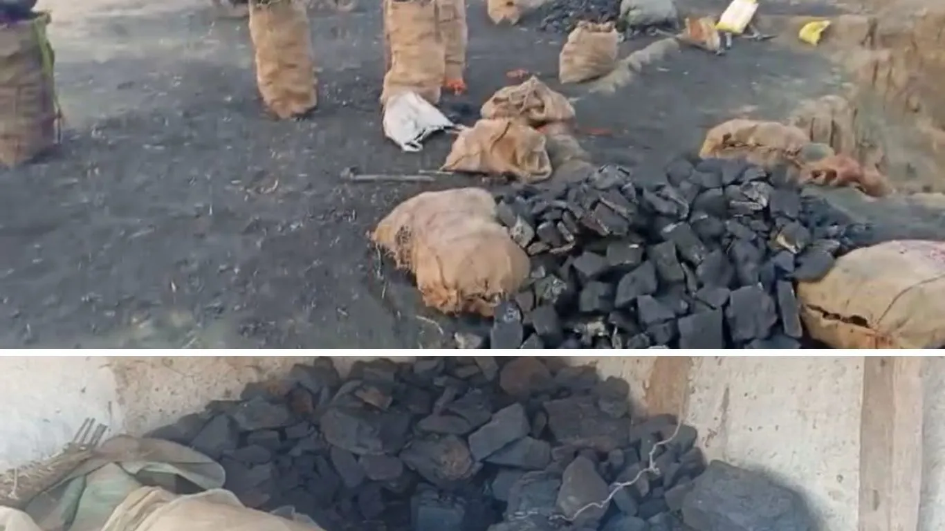 कोयला माफिया पर पुलिस का प्रहार: जंगल में छिपाया गया 3 टन अवैध कोयला जब्त, बड़ा नेटवर्क बेनकाब