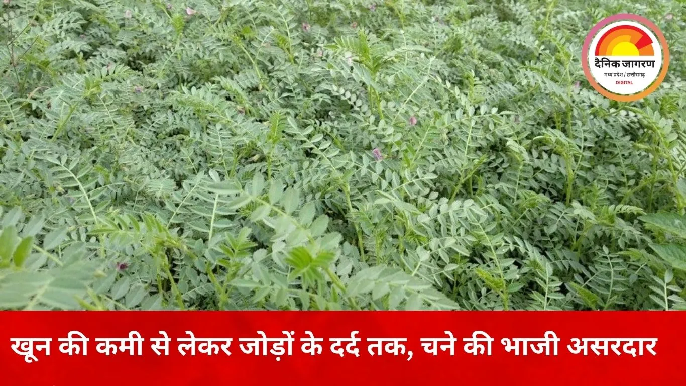 सर्दी के मौसम में चने की भाजी का कमाल, खून की कमी से लेकर पाचन तक फायदेमंद