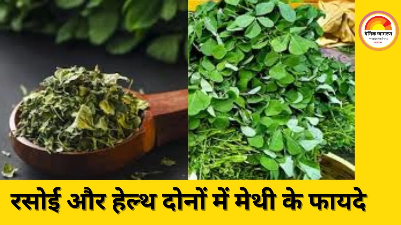 मेथी या कसूरी मेथी: जानिए कैसे पहचानें ये दो अलग पौधे