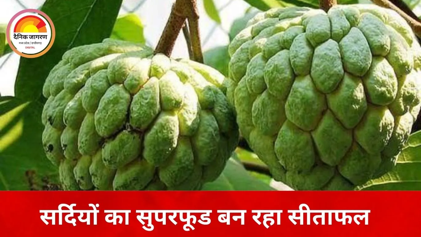 इम्युनिटी बूस्टर के रूप में उभरा सीताफल, सर्दियों में बढ़ा सेवन