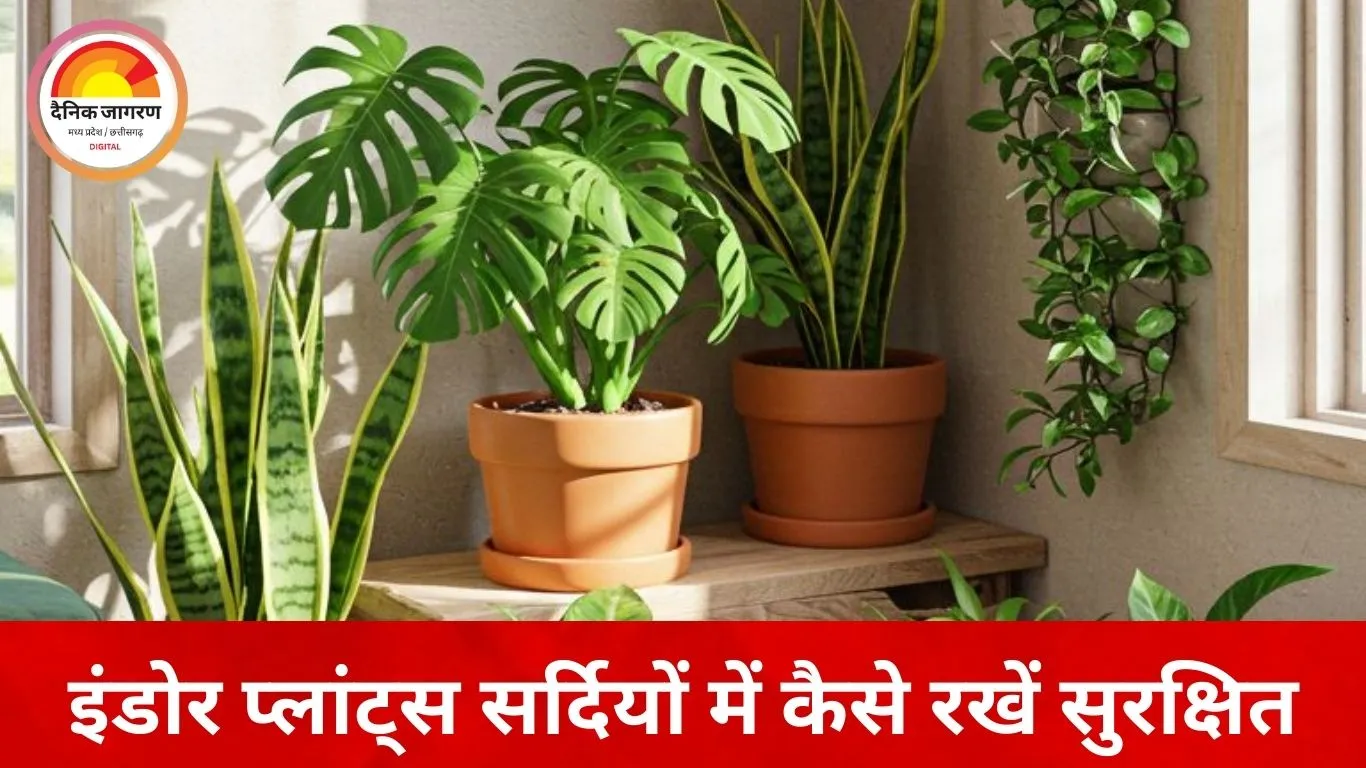 सर्दियों में इंडोर प्लांट्स की खास देखभाल जरूरी, सही पौधे और देखरेख से घर रहेगा हरा-भरा