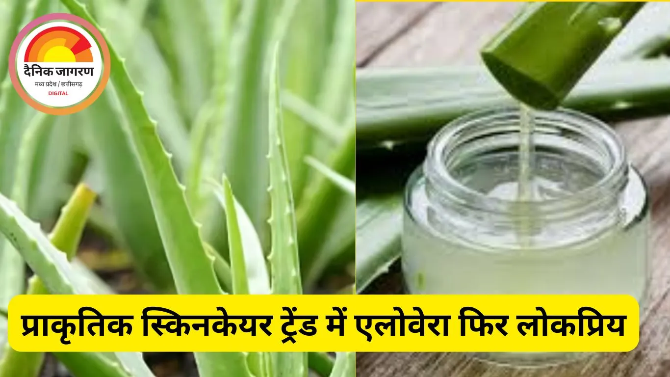 सर्दियों में स्किनकेयर का स्टार बना एलोवेरा जानें, उपयोग ... 