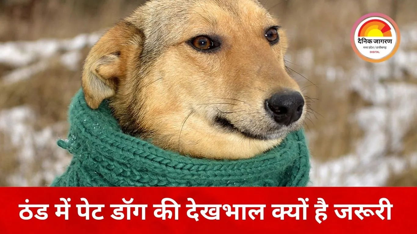 ठंड में पालतू कुत्ते को कैसे रखें फिट और हेल्दी, आसान देखभाल से बीमारी रहेगी दूर