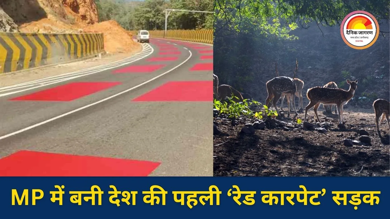 ‘रेड कारपेट’ जैसी सड़क: MP में वन्यजीवों की सुरक्षा के लिए देश की पहली टेबल टॉप रेड मार्किंग शुरू