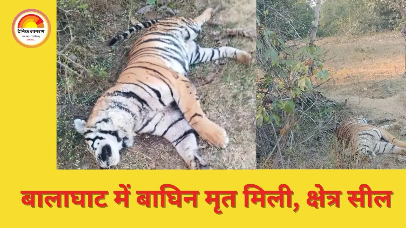 बालाघाट जंगल में बाघिन मृत मिली; वन विभाग ने किया क्षेत्र सील