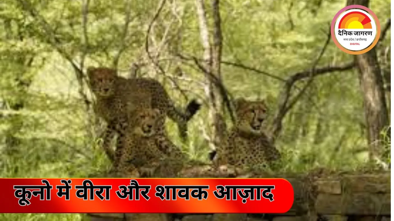 कूनो नेशनल पार्क में वीरा और उसके 10 महीने के शावक आज आज़ाद; अंतर्राष्ट्रीय चीता दिवस पर CM मोहन यादव की सौगात