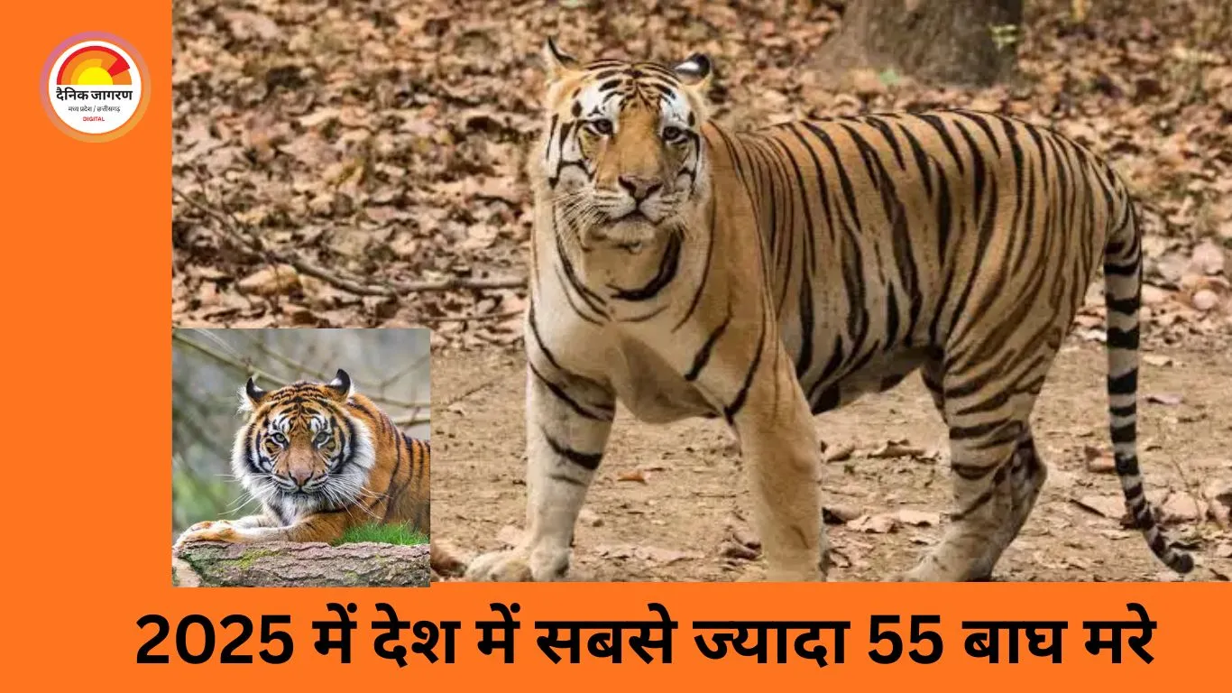  MP में बाघों की मौत का चिंताजनक रिकॉर्ड ...