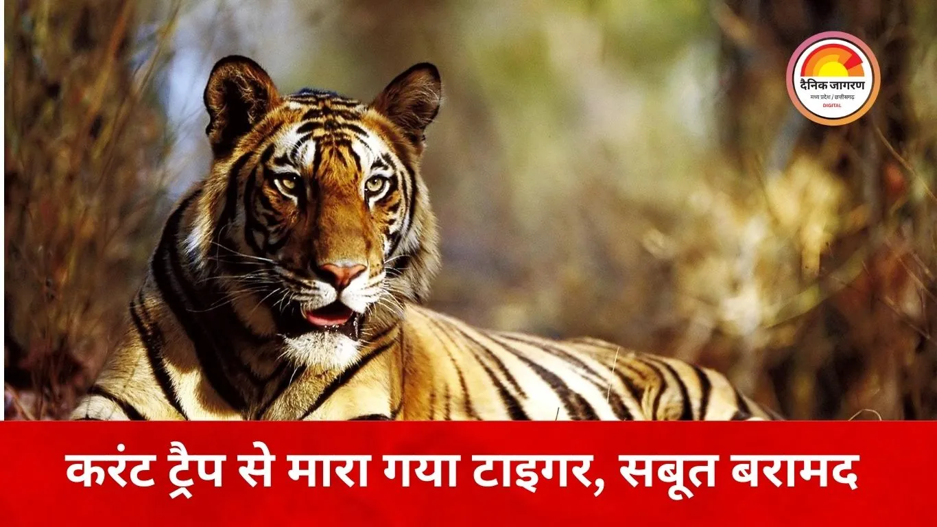 करंट लगाकर टाइगर की निर्मम हत्या, घर से मिले दांत-नाखून और बाल; महिला समेत 7 आरोपी गिरफ्तार