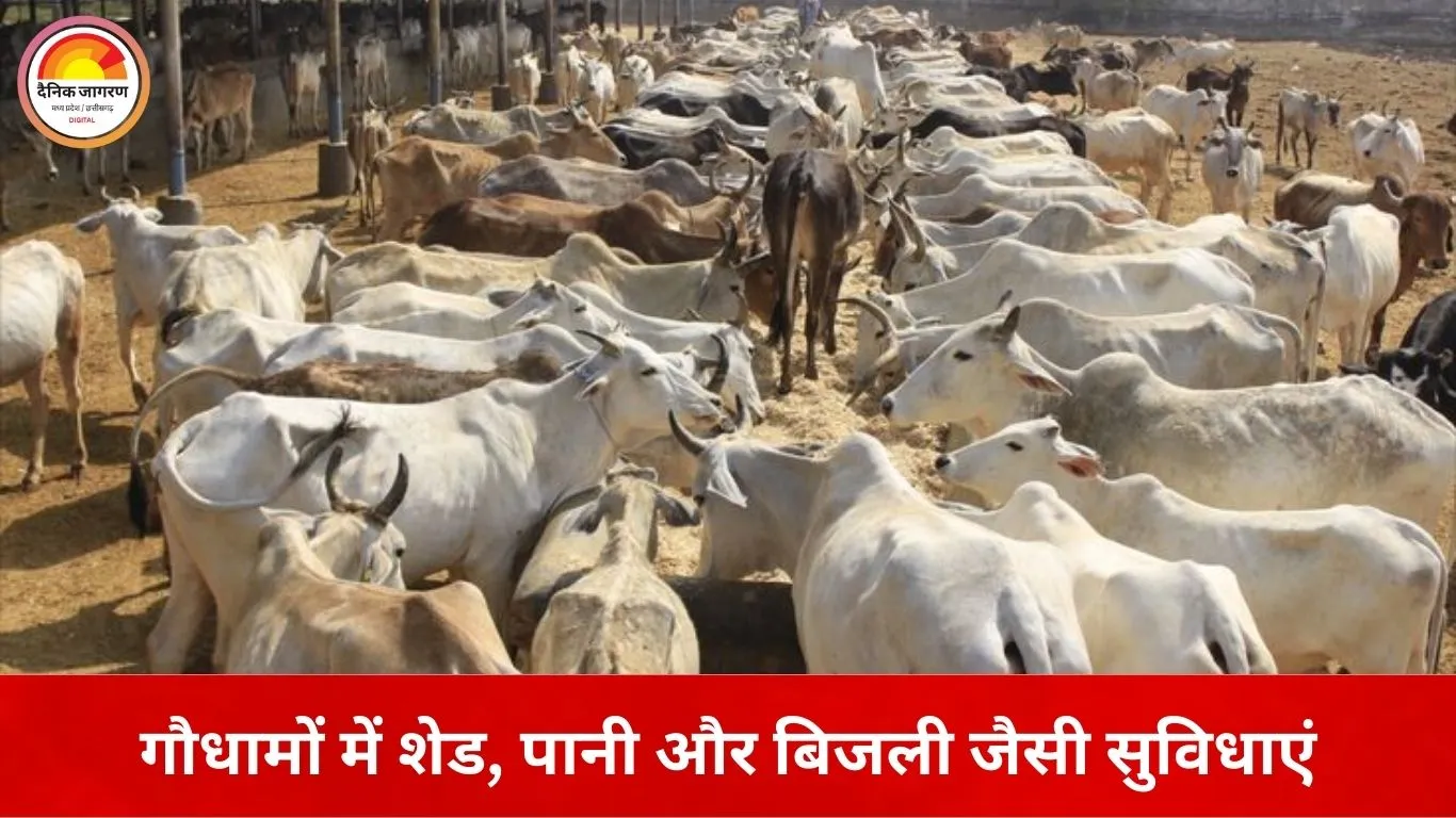 छत्तीसगढ़ में 46 शेल्टर होम में 4,160 मवेशी, 36 गौधामों के लिए प्रशासनिक स्वीकृति