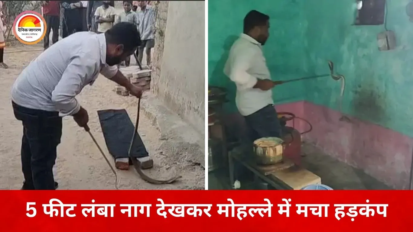 कोरबा में किचन के सिलेंडर के पीछे छिपा मिला कोबरा, गैस जलाते ही फुंकार सुन महिला की बची जान