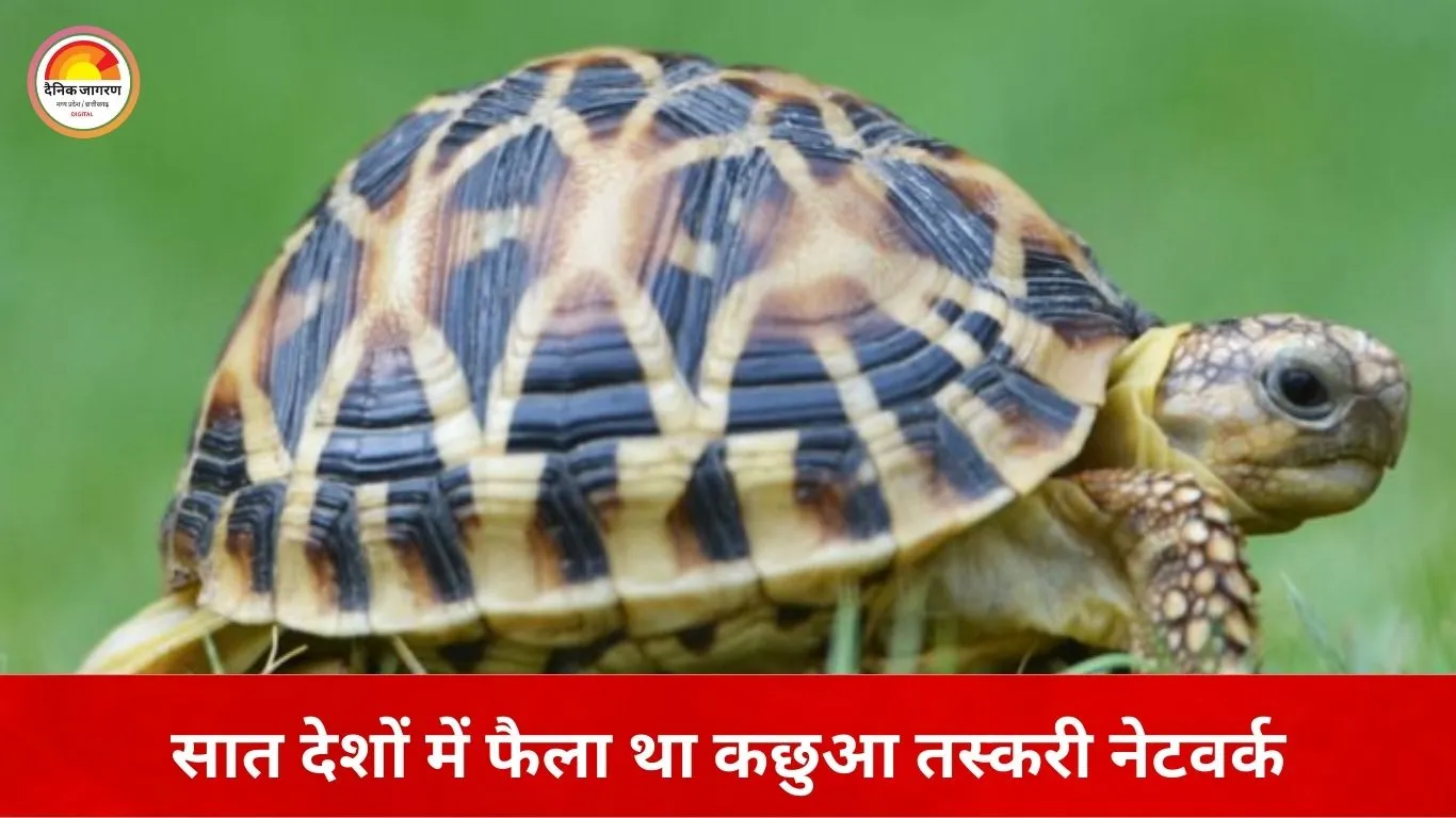 कछुआ तस्करी के अंतरराष्ट्रीय आरोपी मुरुगेशन का थाइलैंड प्रत्यर्पण तय