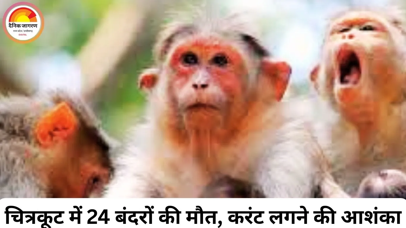 चित्रकूट में 2 दर्जन बंदरों की रहस्यमयी मौत, करंट लगने की जताई जा रही आशंका