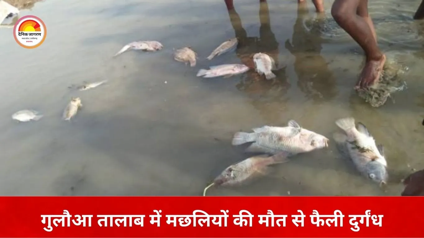 जबलपुर के गुलौआ तालाब में मरी मछलियों से फैली दुर्गंध
