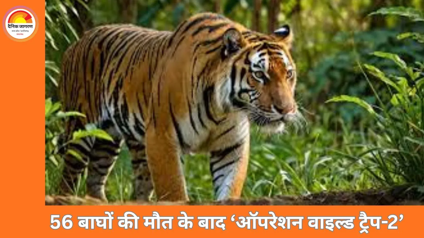 56 बाघों की मौत के बाद एक्शन मोड में वन विभाग, 10 जनवरी से ‘ऑपरेशन वाइल्ड ट्रैप-2’ शुरू