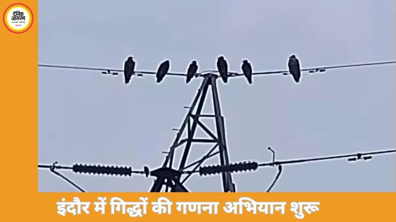 इंदौर वनमंडल में गिद्ध गणना अभियान शुरू, पहले दिन 97 गिद्ध दर्ज