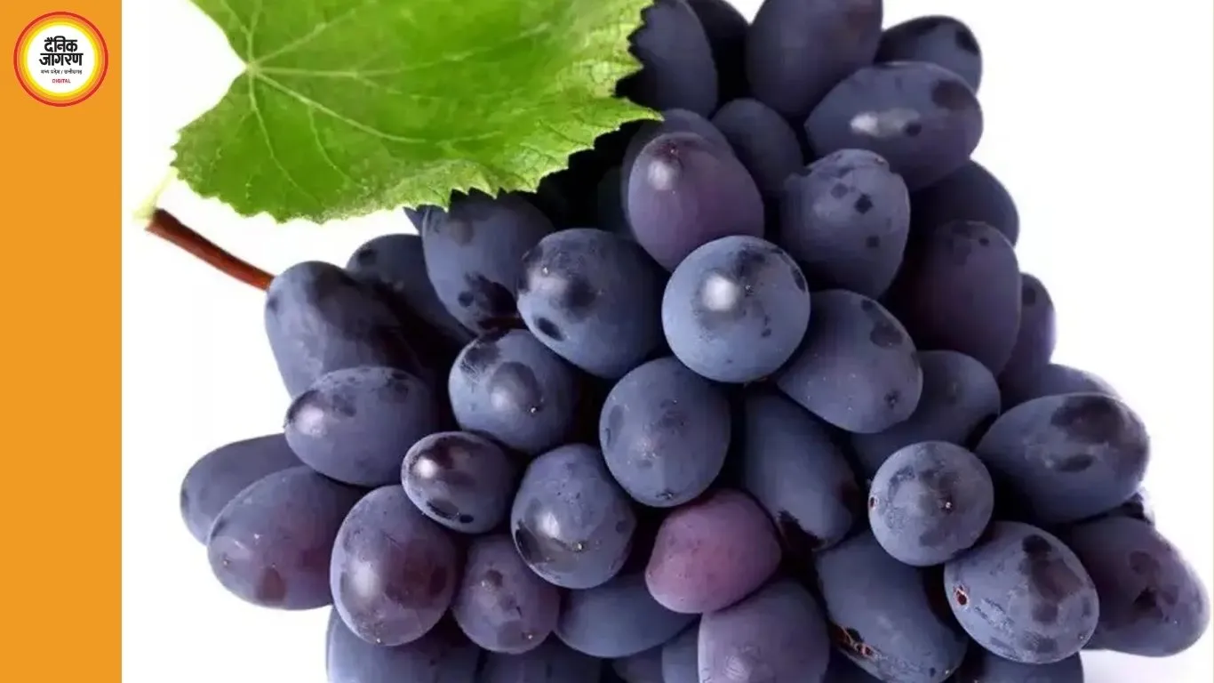 काला अंगूर: स्वास्थ्य के लिए सुपरफूड, जानिए रोजाना खाने के फायदे