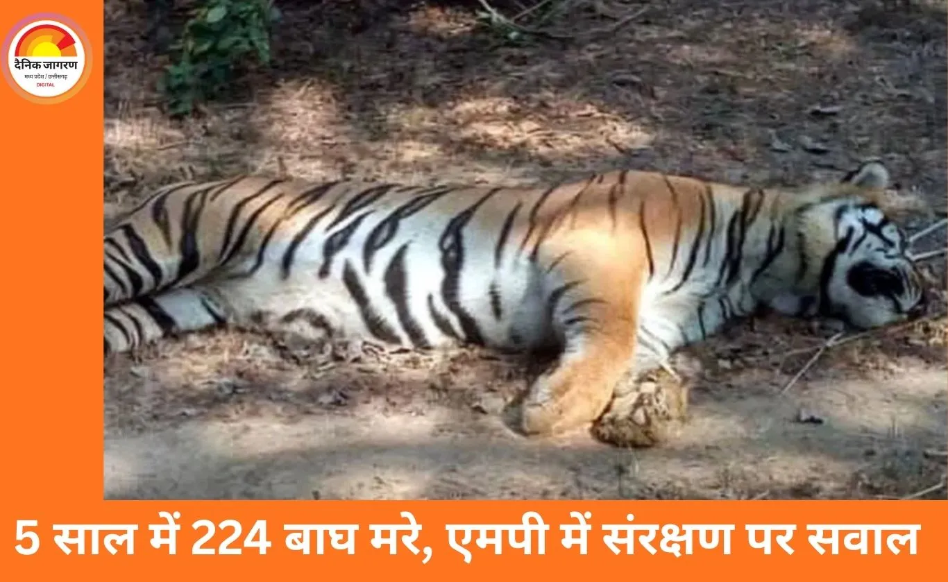 5 साल में 224 बाघों की मौत: ‘टाइगर स्टेट’ एमपी में संरक्षण पर गंभीर सवाल