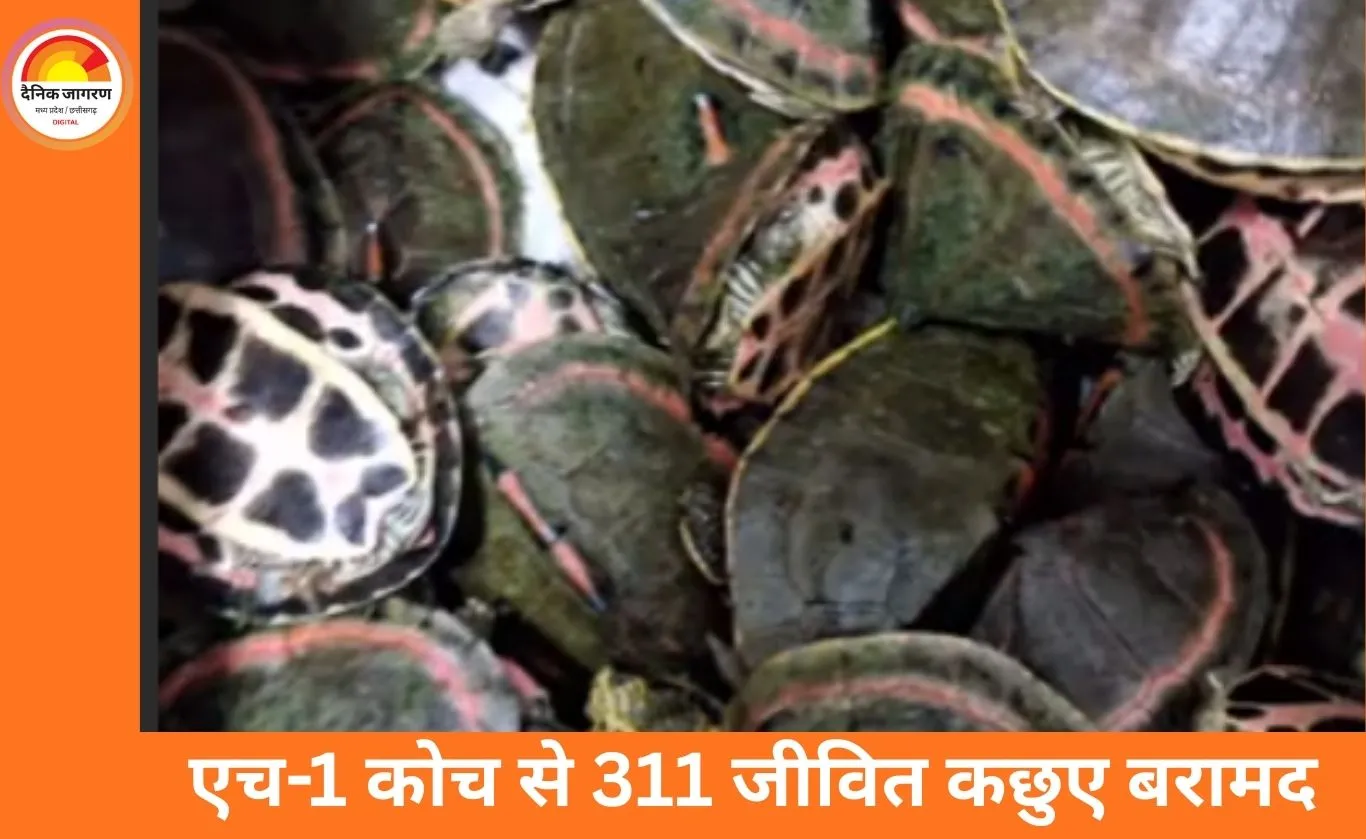पटना–इंदौर एक्सप्रेस में 311 कछुओं की तस्करी का पर्दाफाश