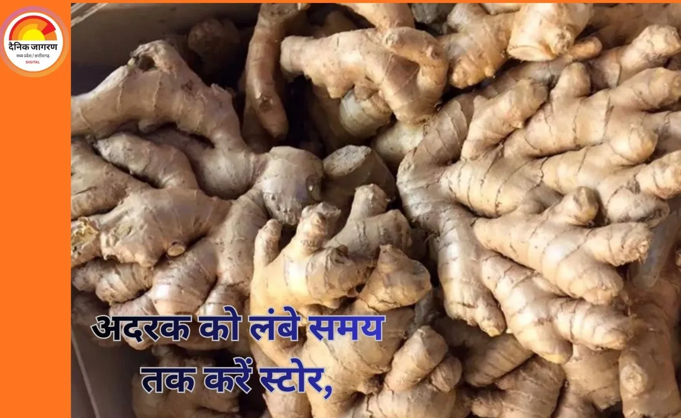 इस तरह अदरक को लंबे समय तक करें स्टोर, ताज़गी रहे बरकरार