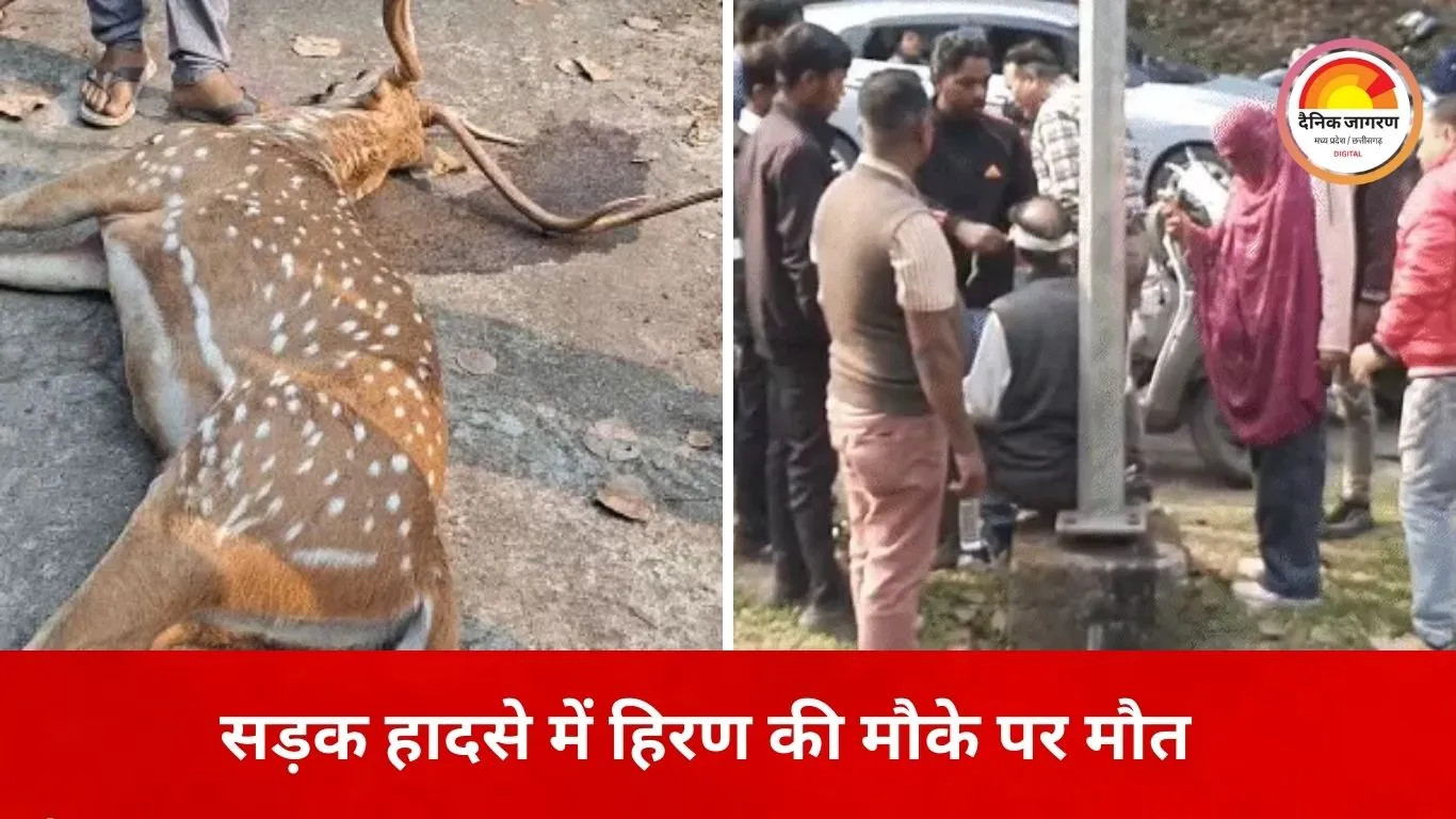 जबलपुर में सड़क पर अचानक आया बारहसिंगा, एक्टिवा से भिड़ंत; दंपति घायल, हिरण की मौत