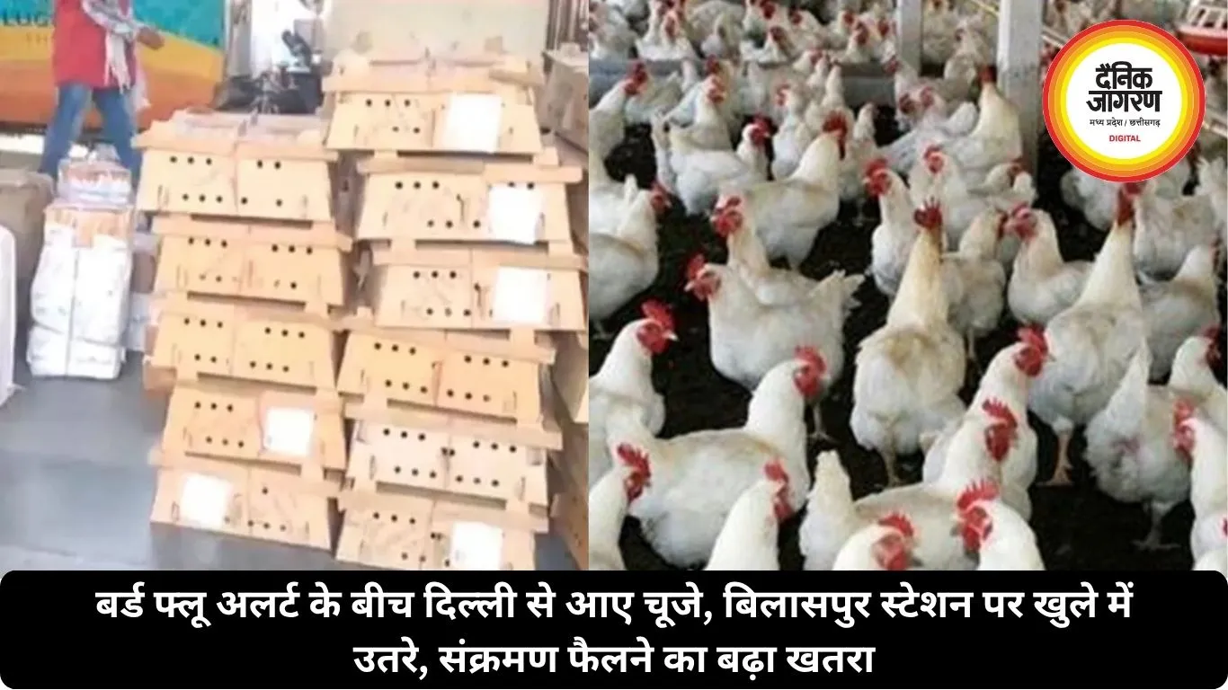 बर्ड फ्लू अलर्ट के बीच दिल्ली से आए चूजे, बिलासपुर स्टेशन पर खुले में उतरे, संक्रमण फैलने का बढ़ा खतरा