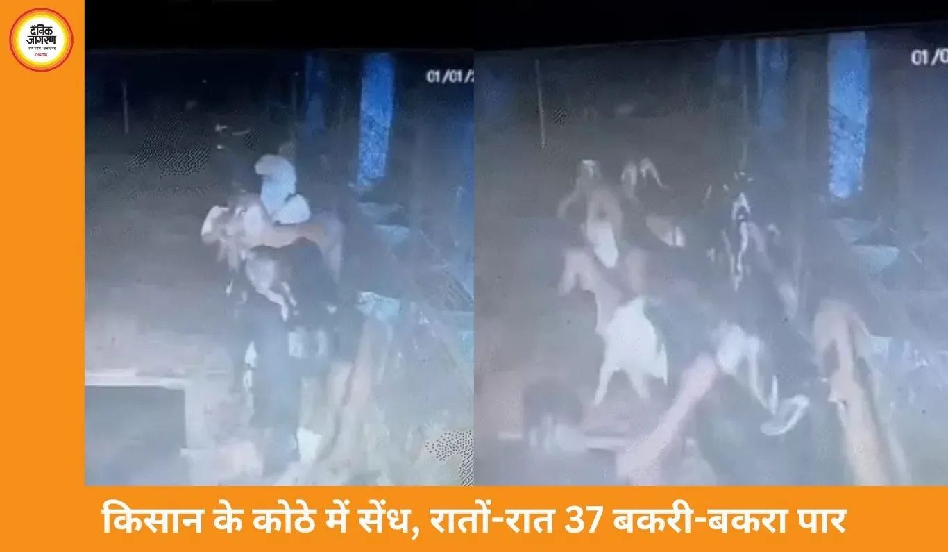 बिलासपुर में कोठे की दीवार तोड़कर 37 बकरों की चोरी, CCTV से 2 आरोपी गिरफ्तार