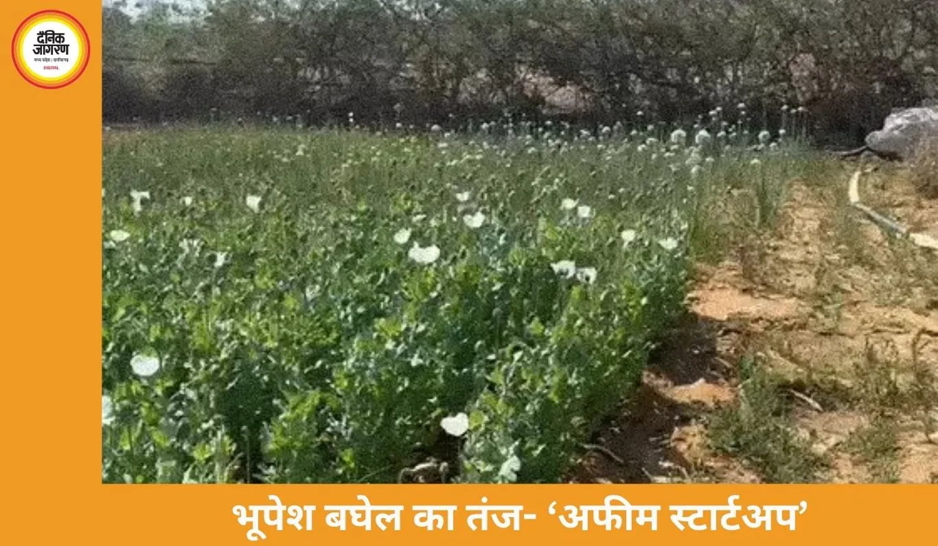 रायगढ़ में फिर पकड़ी गई अवैध अफीम की खेती