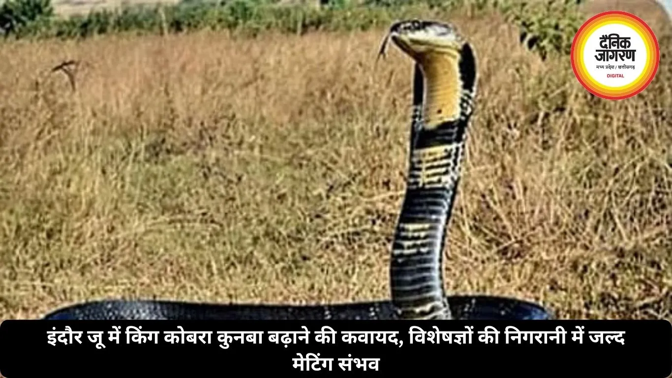 इंदौर जू में किंग कोबरा कुनबा बढ़ाने की कवायद, विशेषज्ञों की निगरानी में जल्द मेटिंग संभव