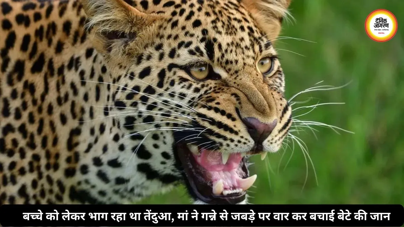 बच्चे को लेकर भाग रहा था तेंदुआ, मां ने गन्ने से जबड़े पर वार कर बचाई बेटे की जान