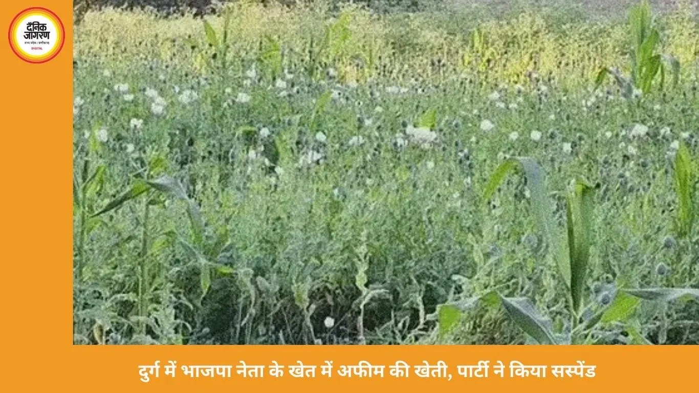 दुर्ग में भाजपा नेता के खेत में अफीम की खेती का खुलासा, पार्टी ने किया सस्पेंड