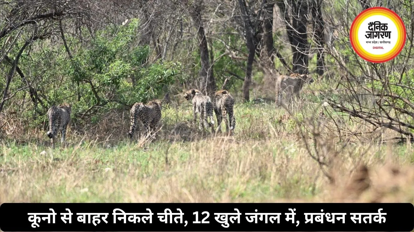 कूनो से बाहर निकले चीते, 12 खुले जंगल में, प्रबंधन सतर्क