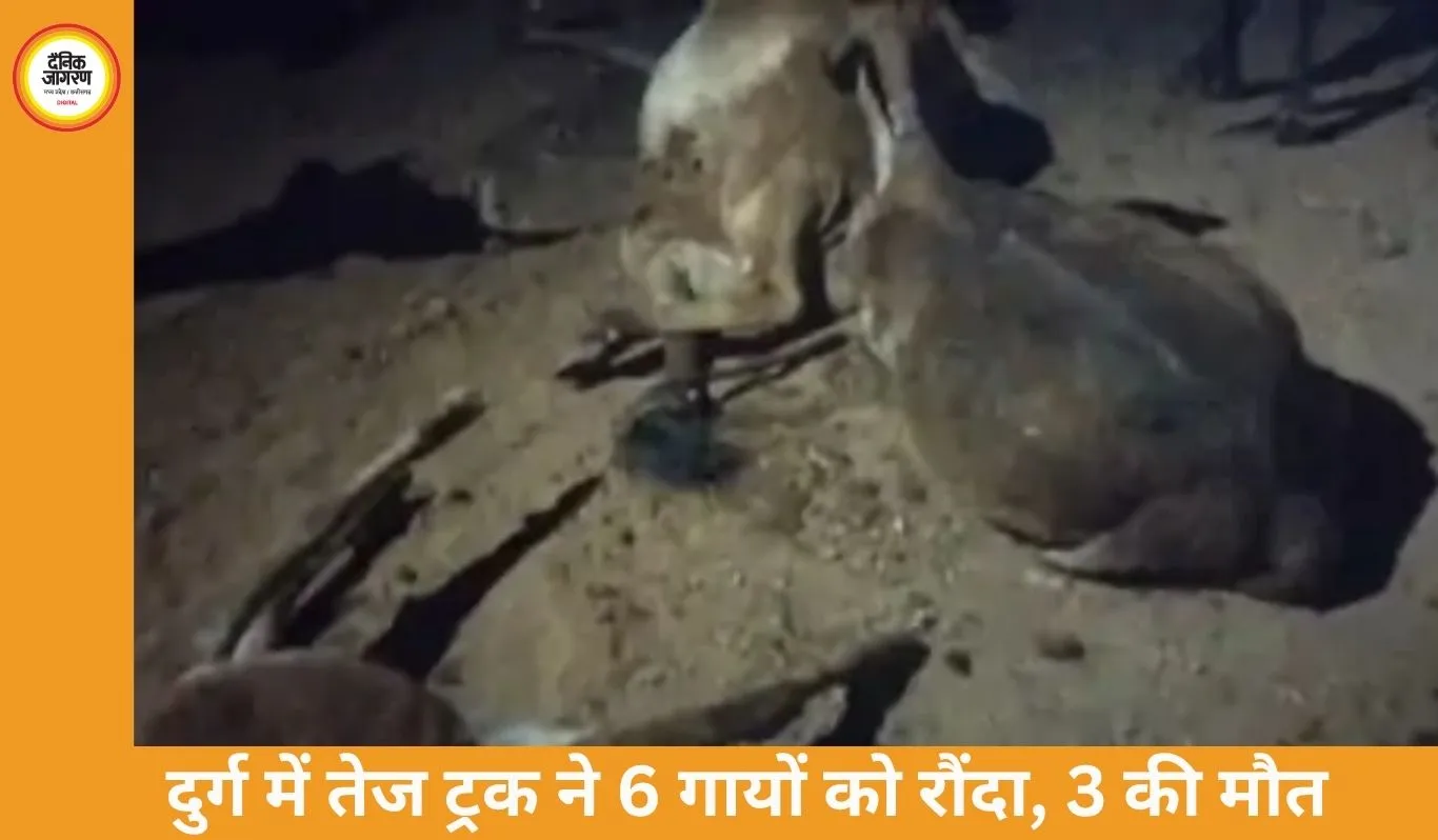 दुर्ग में तेज रफ्तार ट्रक ने 6 गायों को रौंदा, 3 की मौत; ग्रामीणों का चक्काजाम, भारी वाहनों पर रोक की मांग