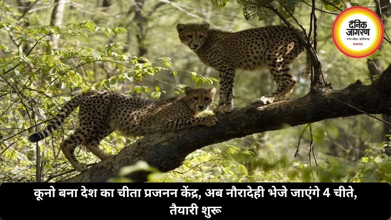 कूनो बना देश का चीता प्रजनन केंद्र, अब नौरादेही भेजे जाएंगे चीते, तैयारी शुरू