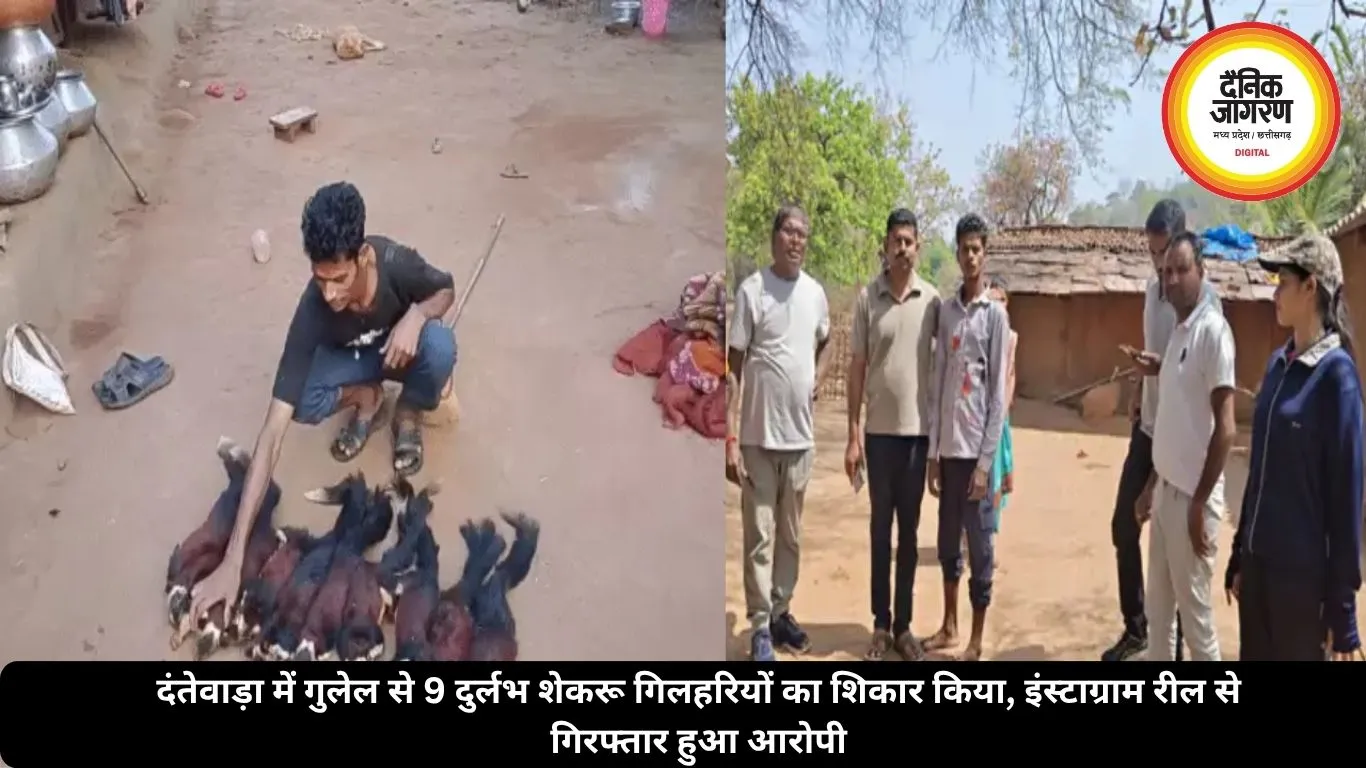 दंतेवाड़ा में गुलेल से 9 दुर्लभ शेकरू गिलहरियों का शिकार किया, इंस्टाग्राम रील से गिरफ्तार हुआ आरोपी