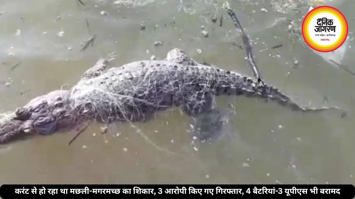 करंट से हो रहा था मछली-मगरमच्छ का शिकार, 3 आरोपी किए गए गिरफ्तार, 4 बैटरियां-3 यूपीएस भी बरामद