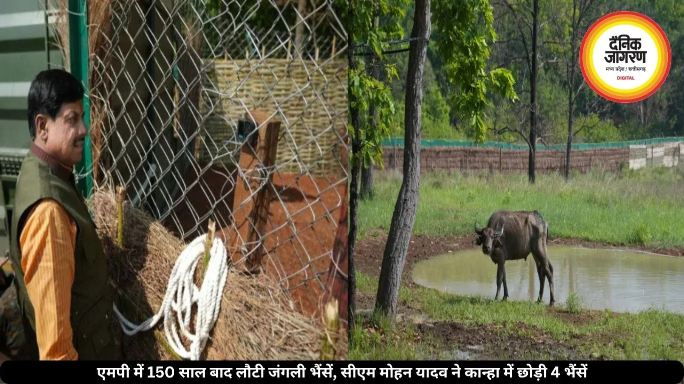 एमपी में 150 साल बाद लौटी जंगली भैंसें, सीएम मोहन यादव ने कान्हा में छोड़ी 4 भैंसें