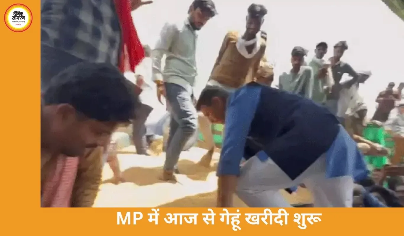 MP में आज से चार संभागों में गेहूं खरीदी शुरू, किसानों का तिलक लगाकर स्वागत करेंगे मंत्री; कांग्रेस करेगी कलेक्टर कार्यालयों का घेराव