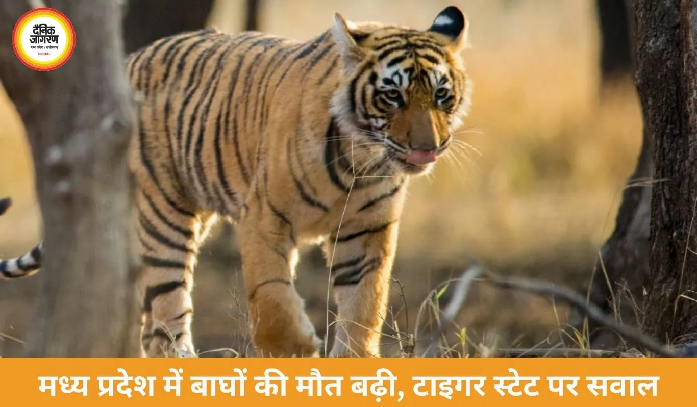 मध्य प्रदेश में बाघों की मौत पर बढ़ी चिंता, 6 दिन में 3 शावकों की मौत