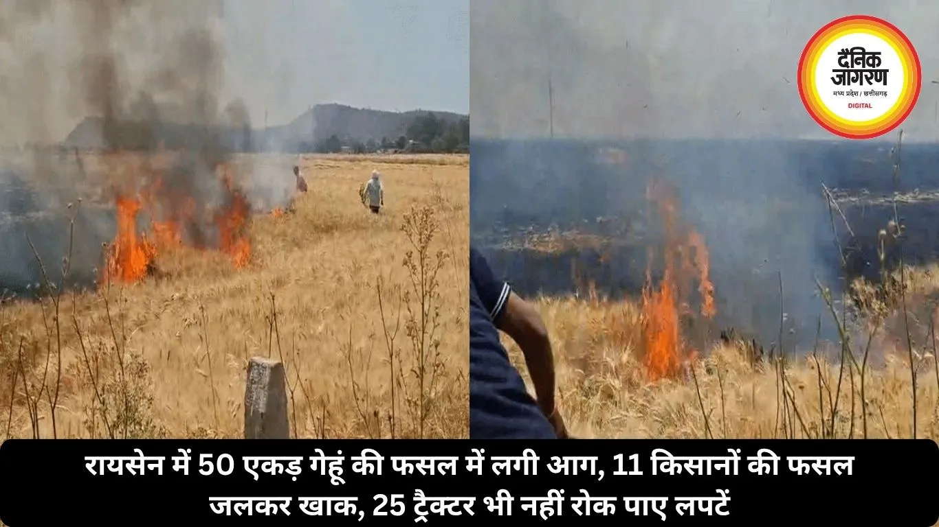 रायसेन में 50 एकड़ गेहूं की फसल में लगी आग, 11 किसानों की फसल जलकर खाक, 25 ट्रैक्टर भी नहीं रोक पाए लपटें