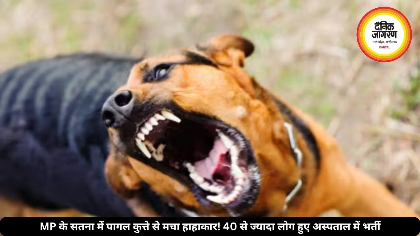 MP के सतना में पागल कुत्ते से मचा हाहाकार! 40 से ज्यादा लोग हुए अस्पताल में भर्ती