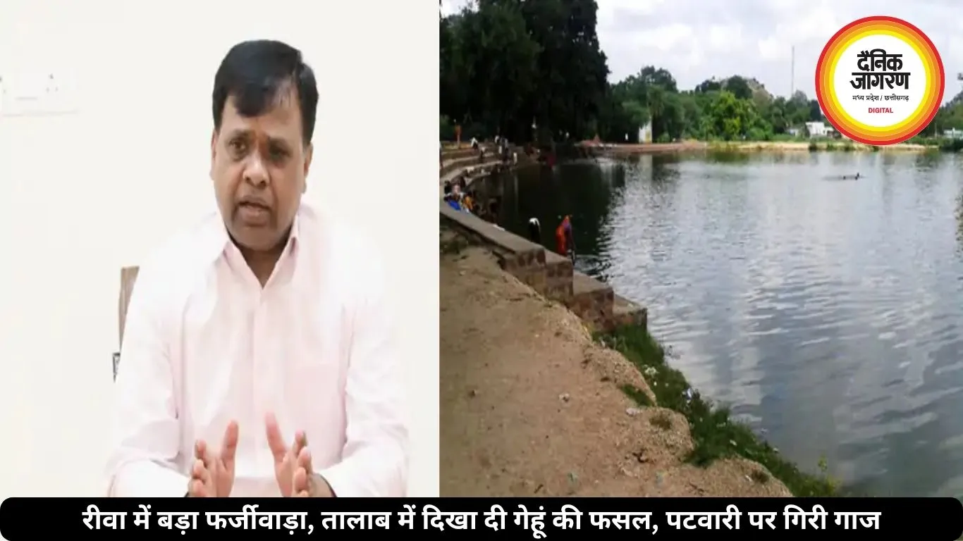 रीवा में बड़ा फर्जीवाड़ा, तालाब में दिखा दी गेहूं की फसल, पटवारी पर गिरी गाज