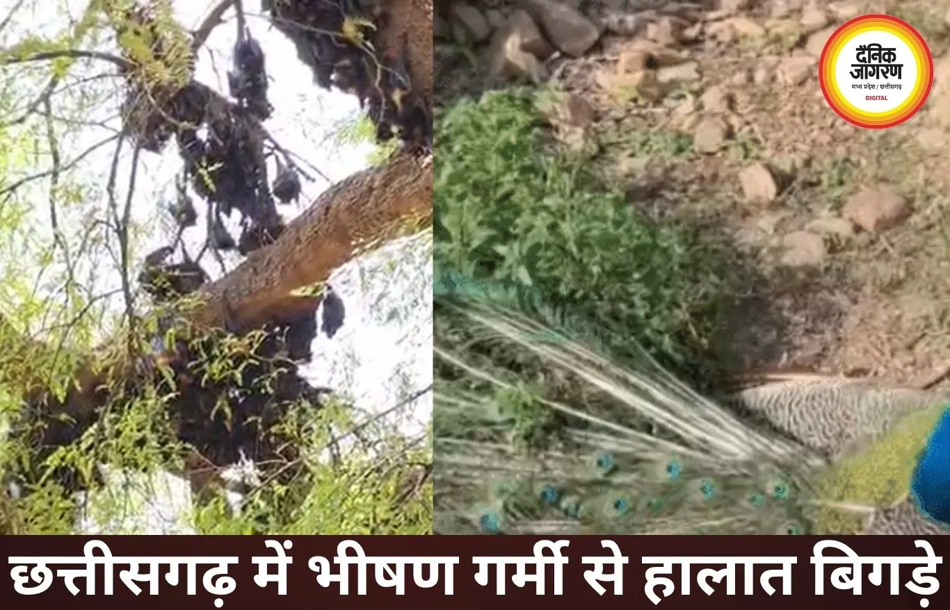 छत्तीसगढ़ में भीषण हीटवेव: जंगलों में वन्यजीवों की मौत, रायपुर में 45°C पार जाने की चेतावनी