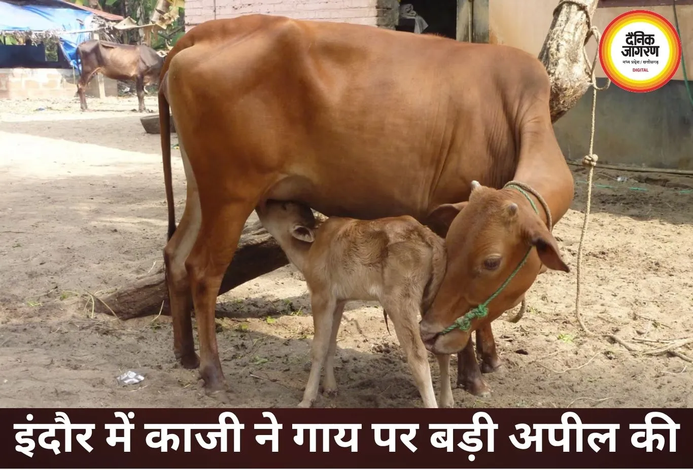 इंदौर में ईद पर काजी की अपील, गाय को राष्ट्रीय धरोहर घोषित करें