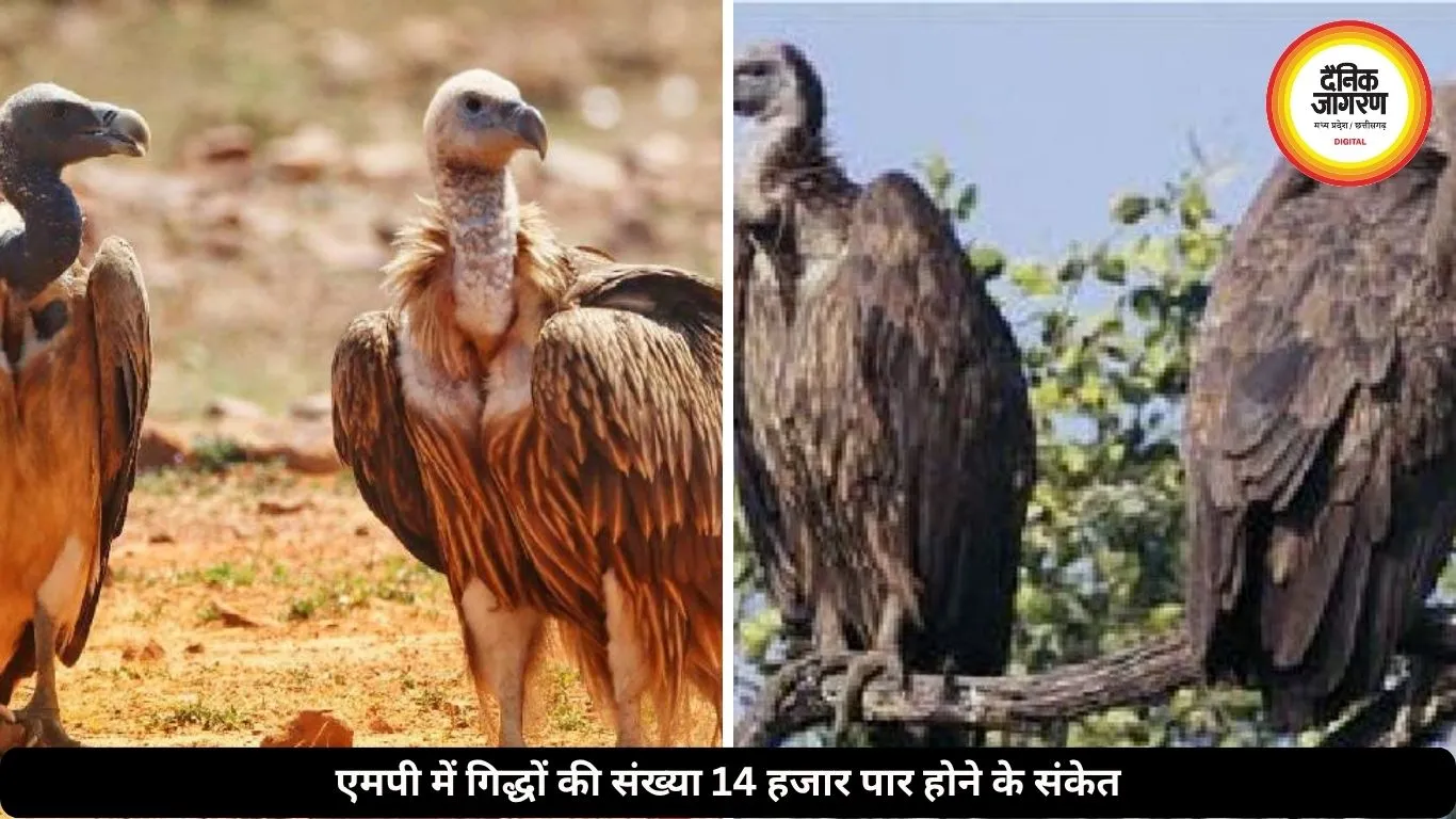 एमपी में गिद्धों की गिनती अंतिम दौर में, संख्या 14 हजार पार होने के संकेत