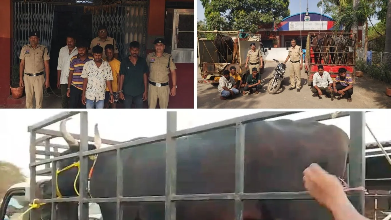 चरने गए मवेशियों की चोरी: CCTV बना गवाह, कुछ ही घंटों में 5 आरोपी गिरफ्तार