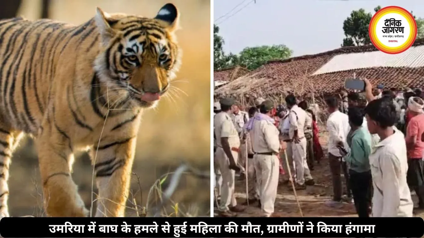 उमरिया में बाघ के हमले से हुई महिला की मौत, 21 दिन में तीसरी मौत, गुस्साए ग्रामीणों का किया हंगामा