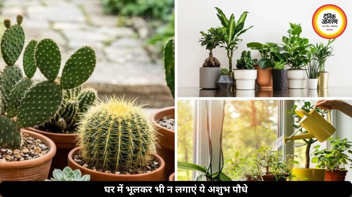 घर की खुशहाली पर असर डाल सकते हैं ये 5 पौधे, वास्तु में माने गए अशुभ