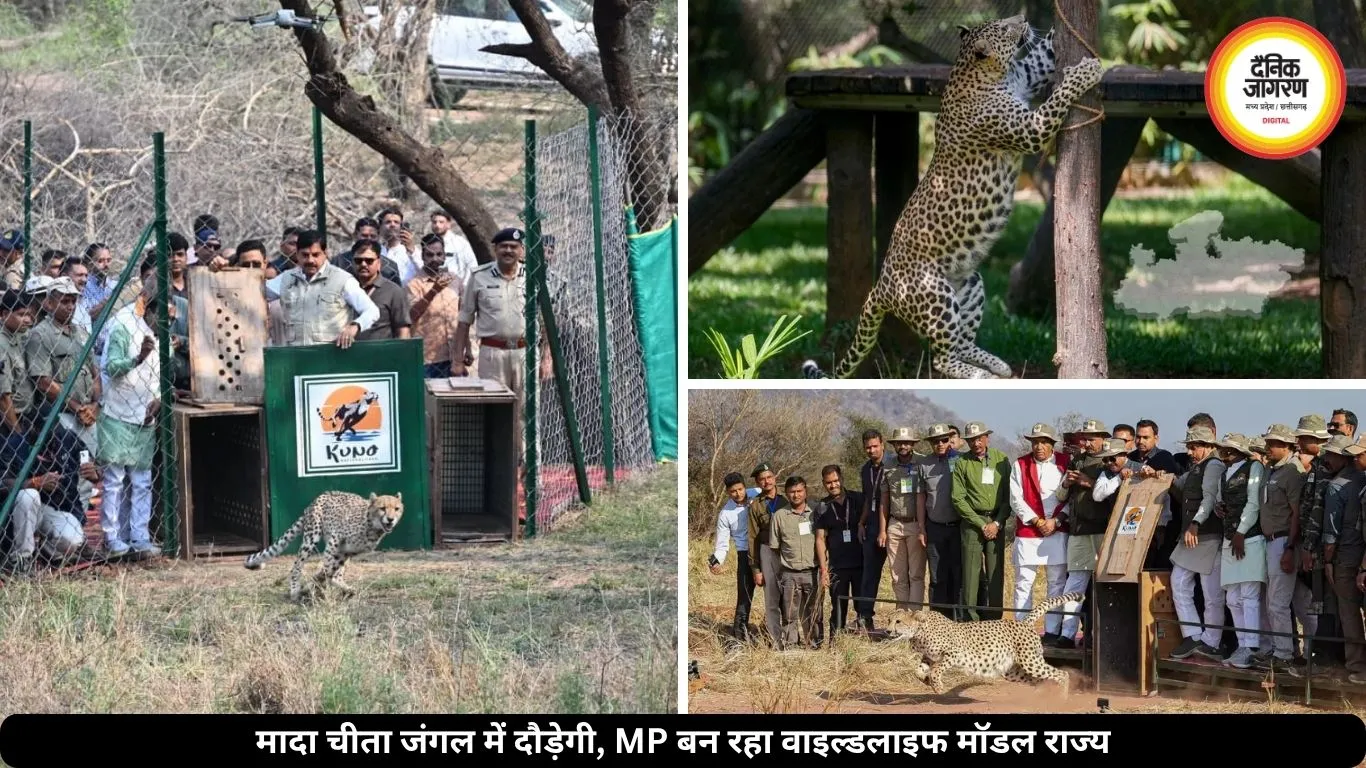 कूनो मे मादा चीता जंगल में दौड़ेगी, टाइगर स्टेट से आगे MP बन रहा वाइल्डलाइफ मॉडल
